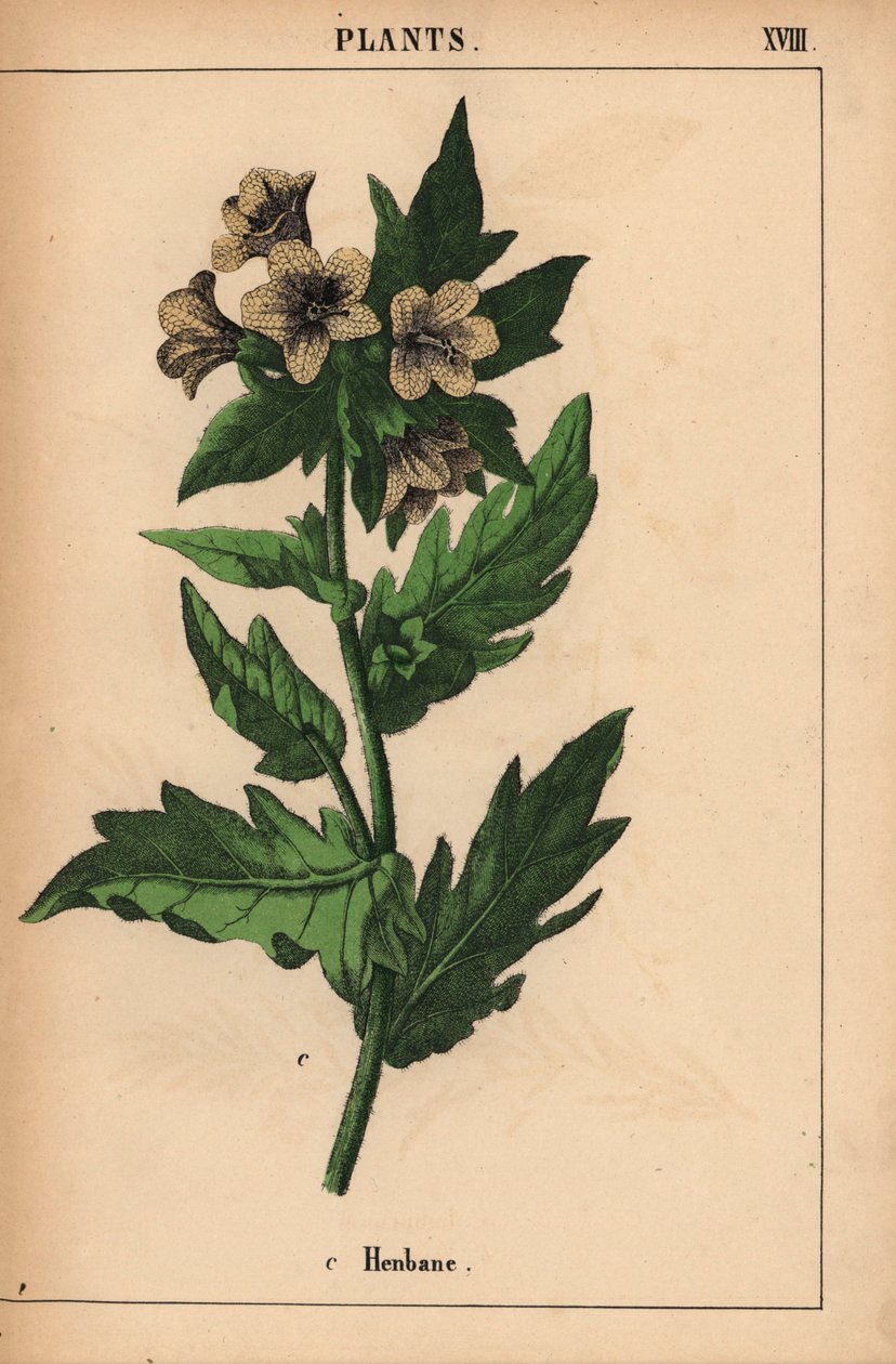Henbane, from 