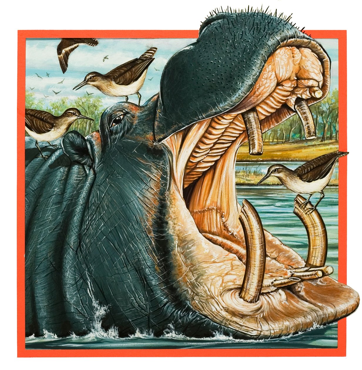 Hippopotamus by English School