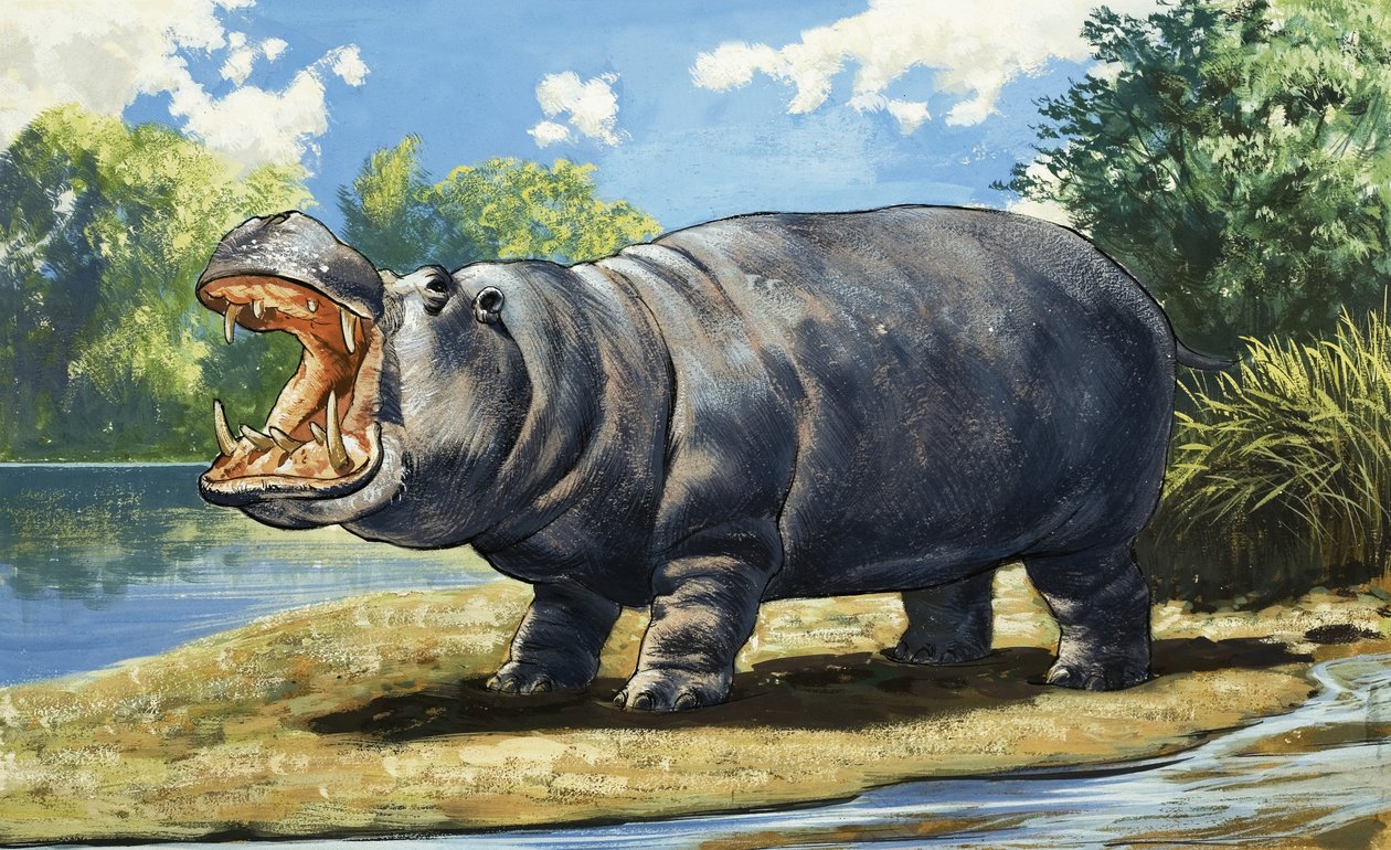 Hippopotamus by English School