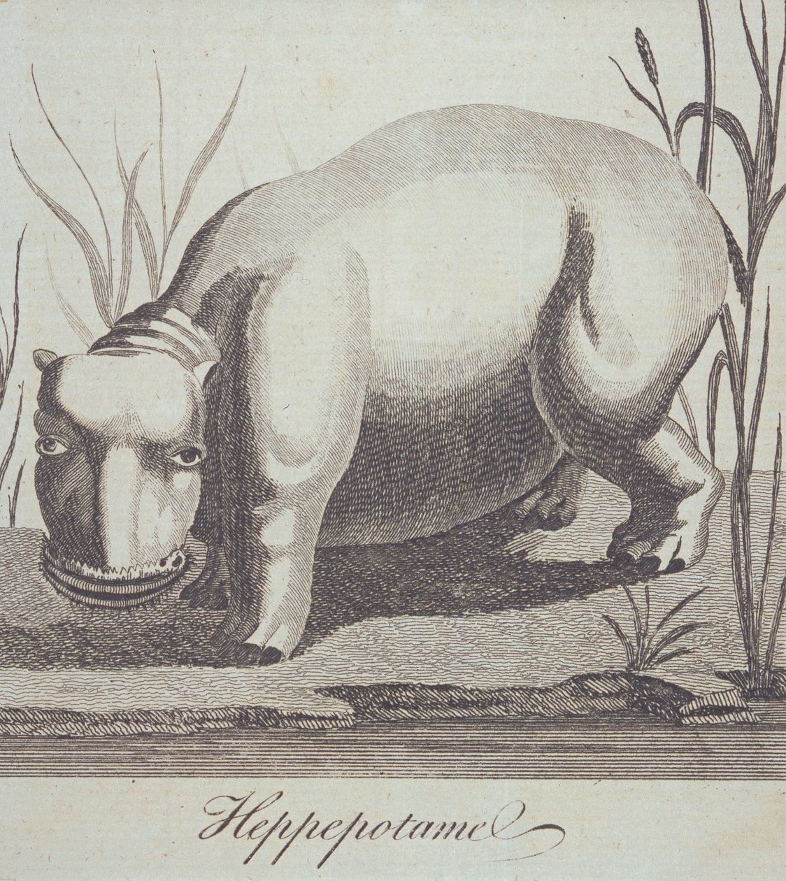 Hippopotamus, from The Gentlemans Magazine, published in December 1772 by English School