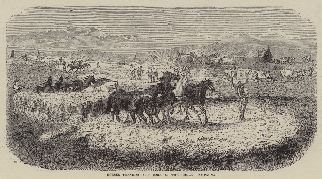 Horses Treading Out Corn in the Roman Campagna by English School