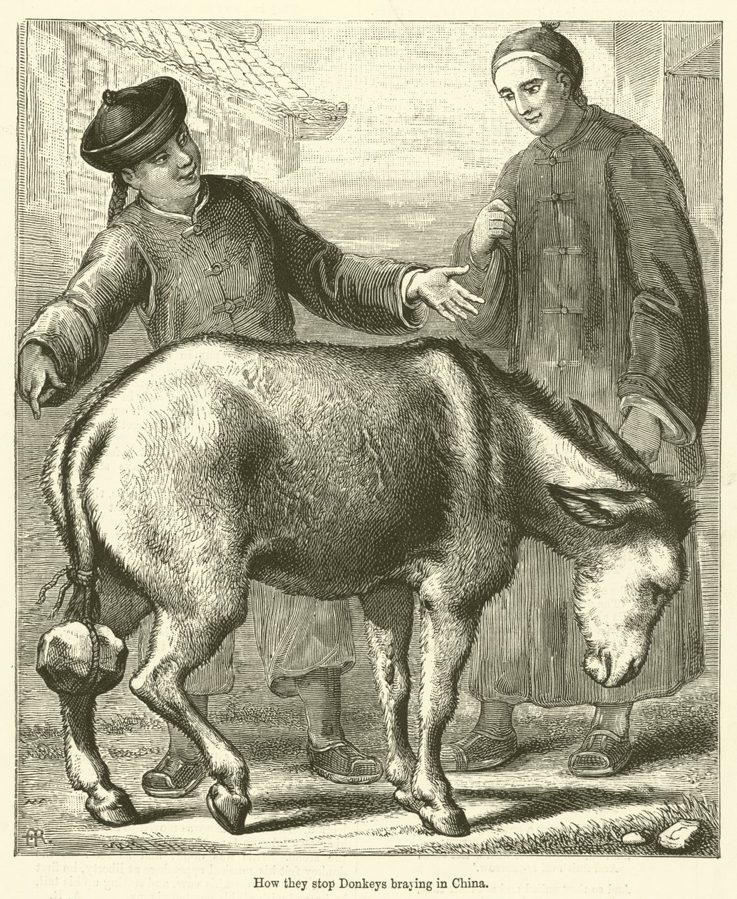 How They Stop Donkeys Braying in China by English School