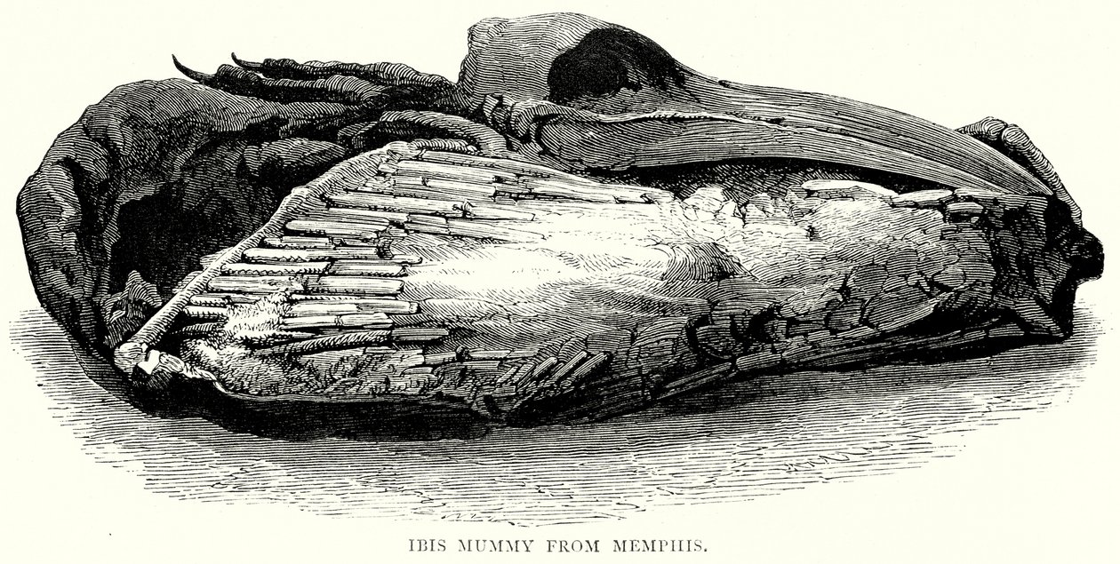 Ibis Mummy from Memphis by English School