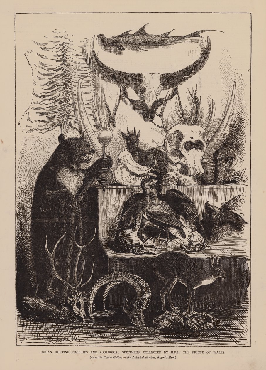 Indian Hunting Trophies and Zoological Specimens, Collected by HRH The Prince of Wales by English School