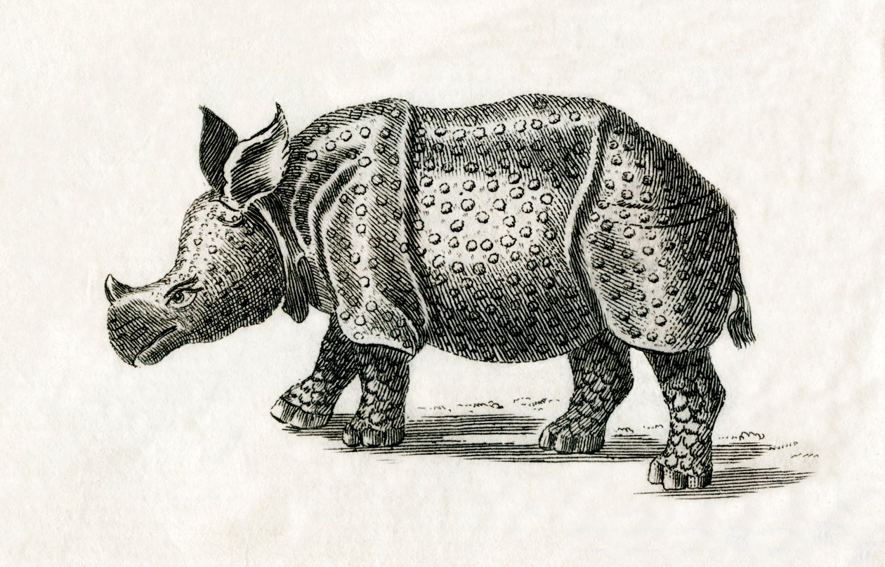 Indian Rhinoceros, or Greater One-Horned Rhinoceros, Rhinoceros Unicornis, from an 18th Century Print by English School