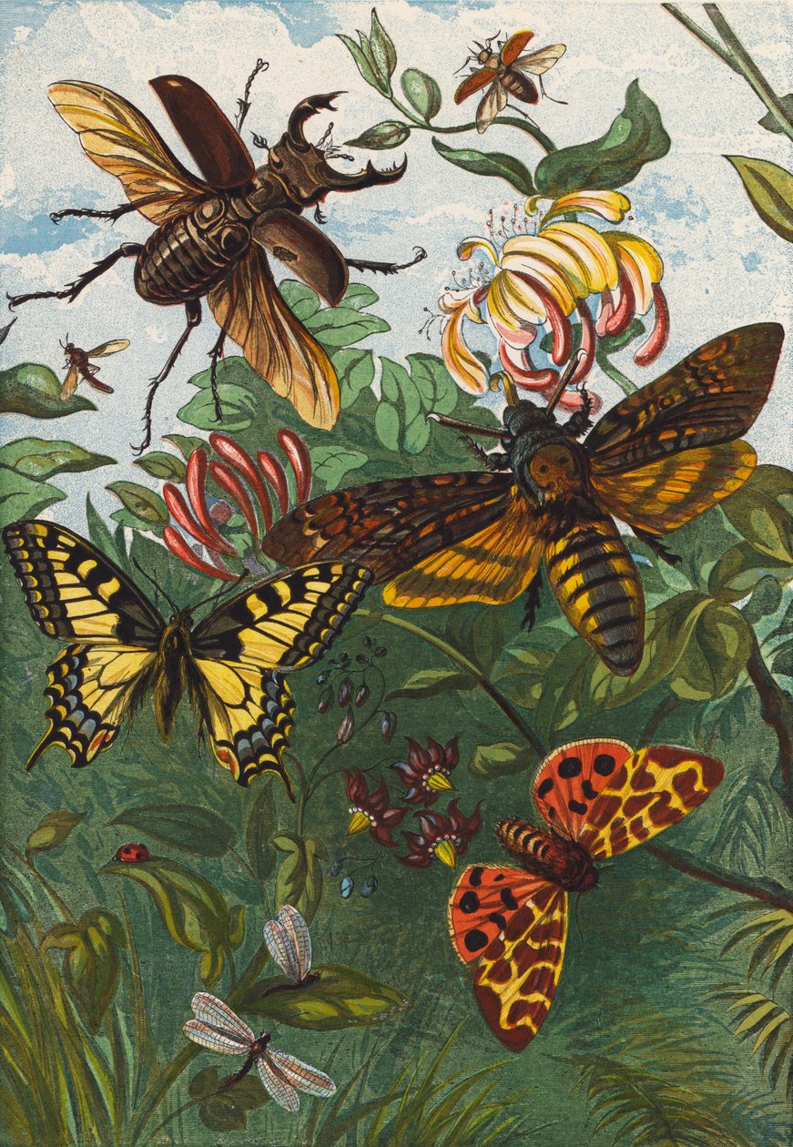 Insects by English School