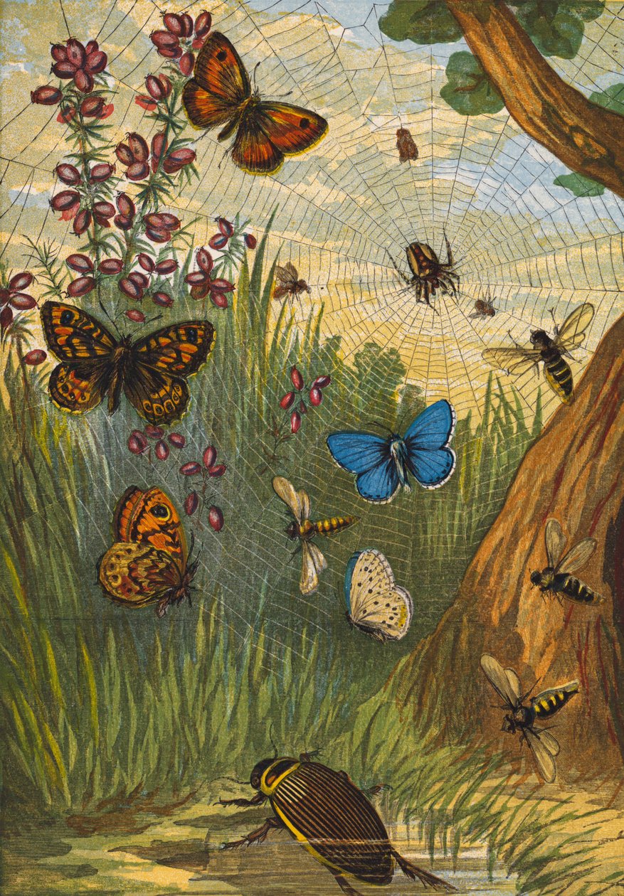 Insects by English School