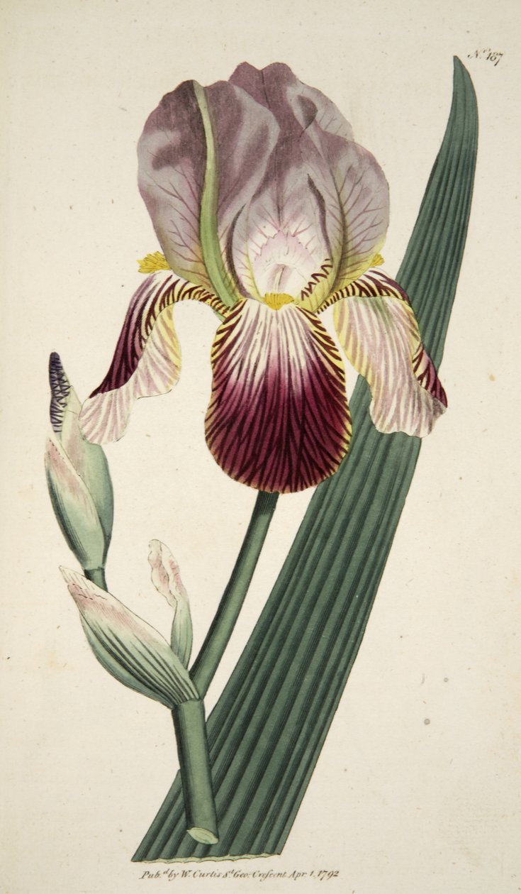 Elder Scented Iris, from The Botanical Magazine or Flower Garden Displayed, pub. 1792 (hand coloured engraving) by English School