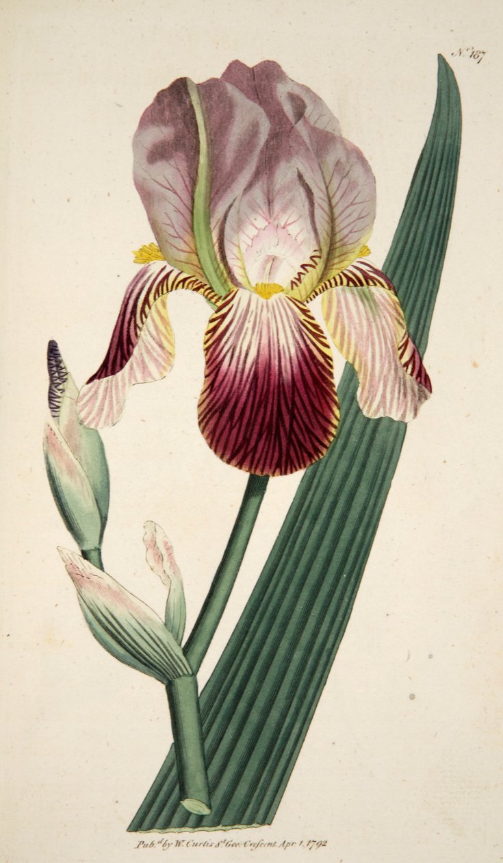 Iris Sambucina Elder Scented Iris, pub. 1792 by English School