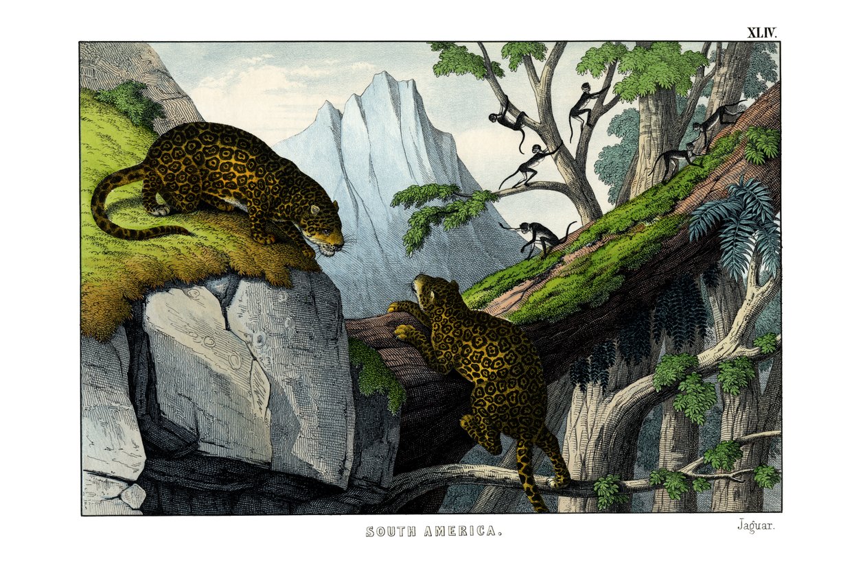 Jaguar by English School