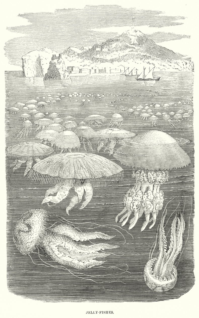 Jelly-Fishes by English School