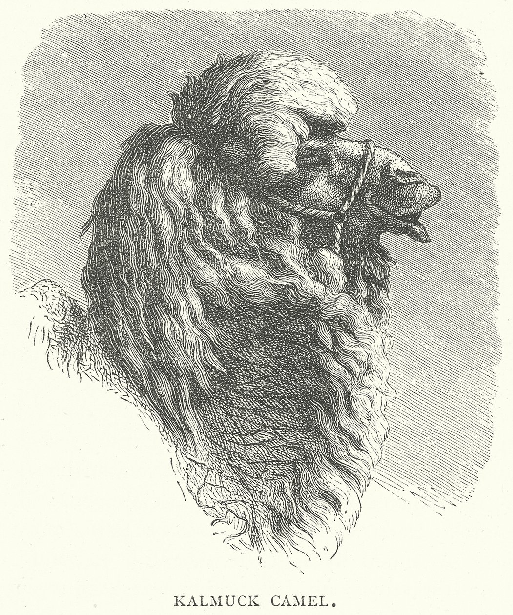 Kalmuck Camel by English School