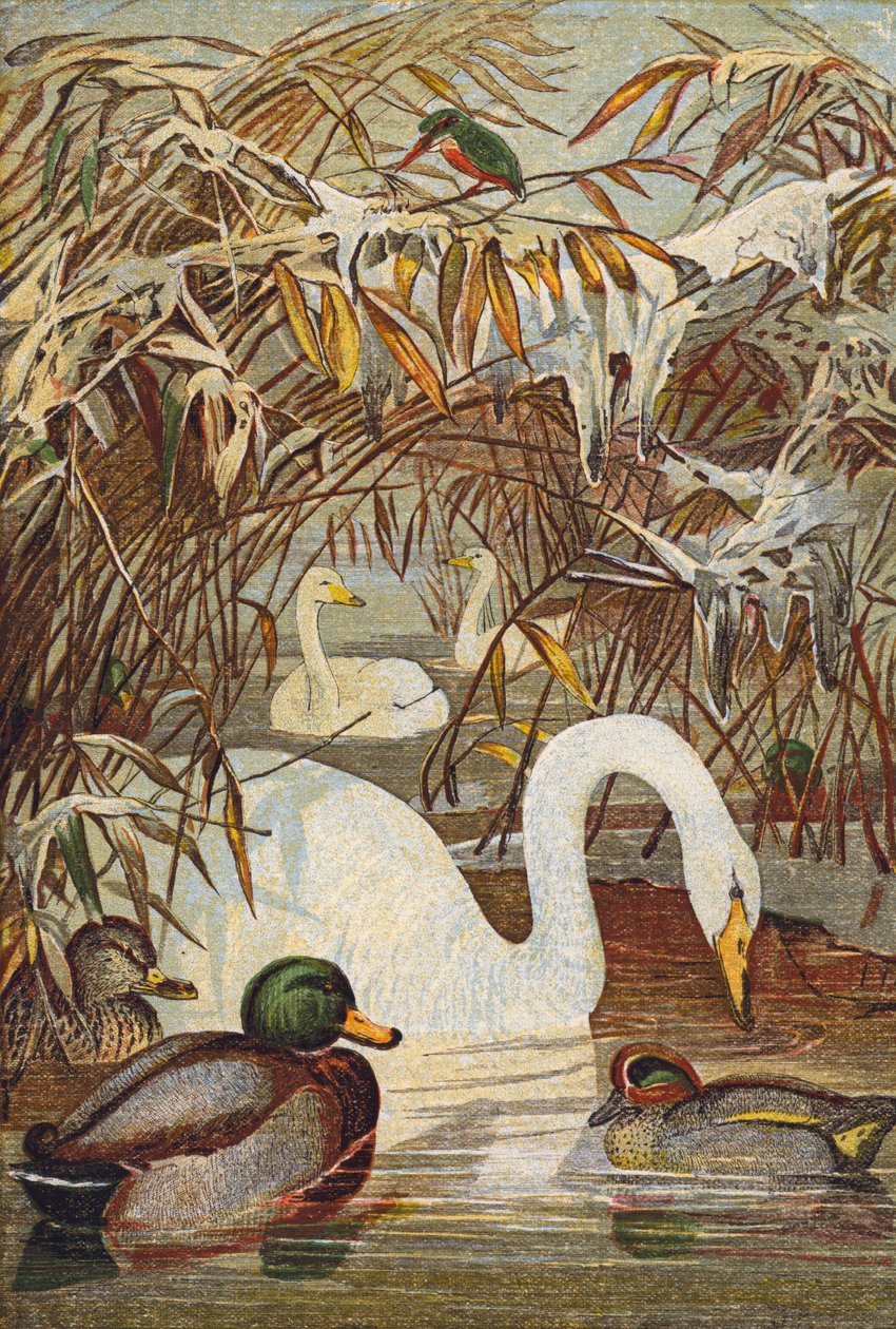 Kingfisher, ducks and swans by English School