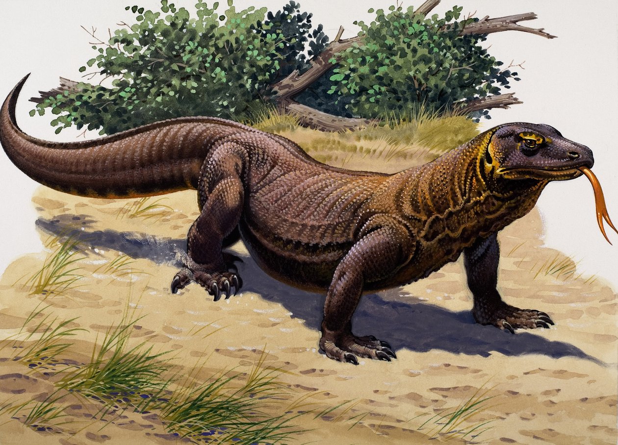 Komodo Dragon by English School