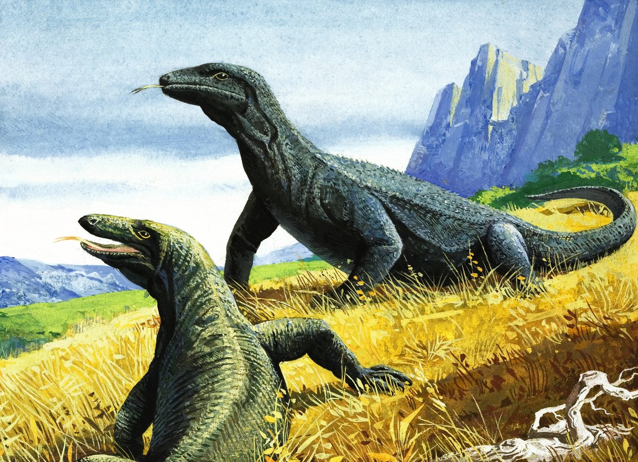 Komodo Dragon by English School
