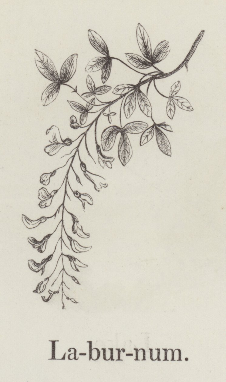 Laburnum by English School