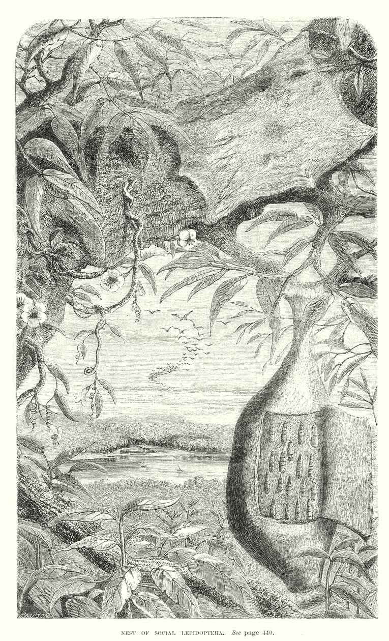 Lepidopteran Insects by English School