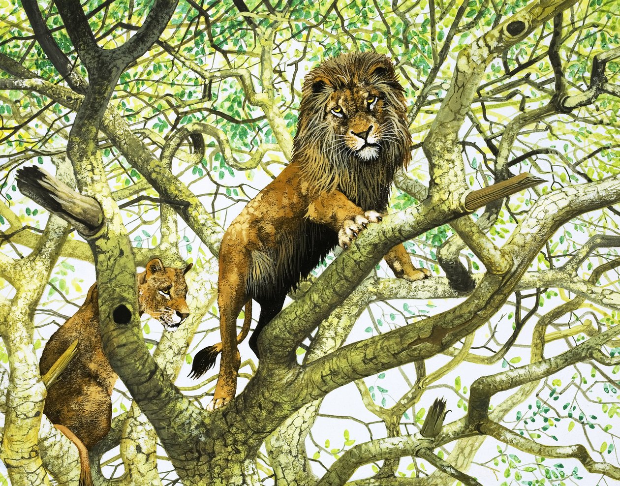 Lion and Lioness in a Tree by English School