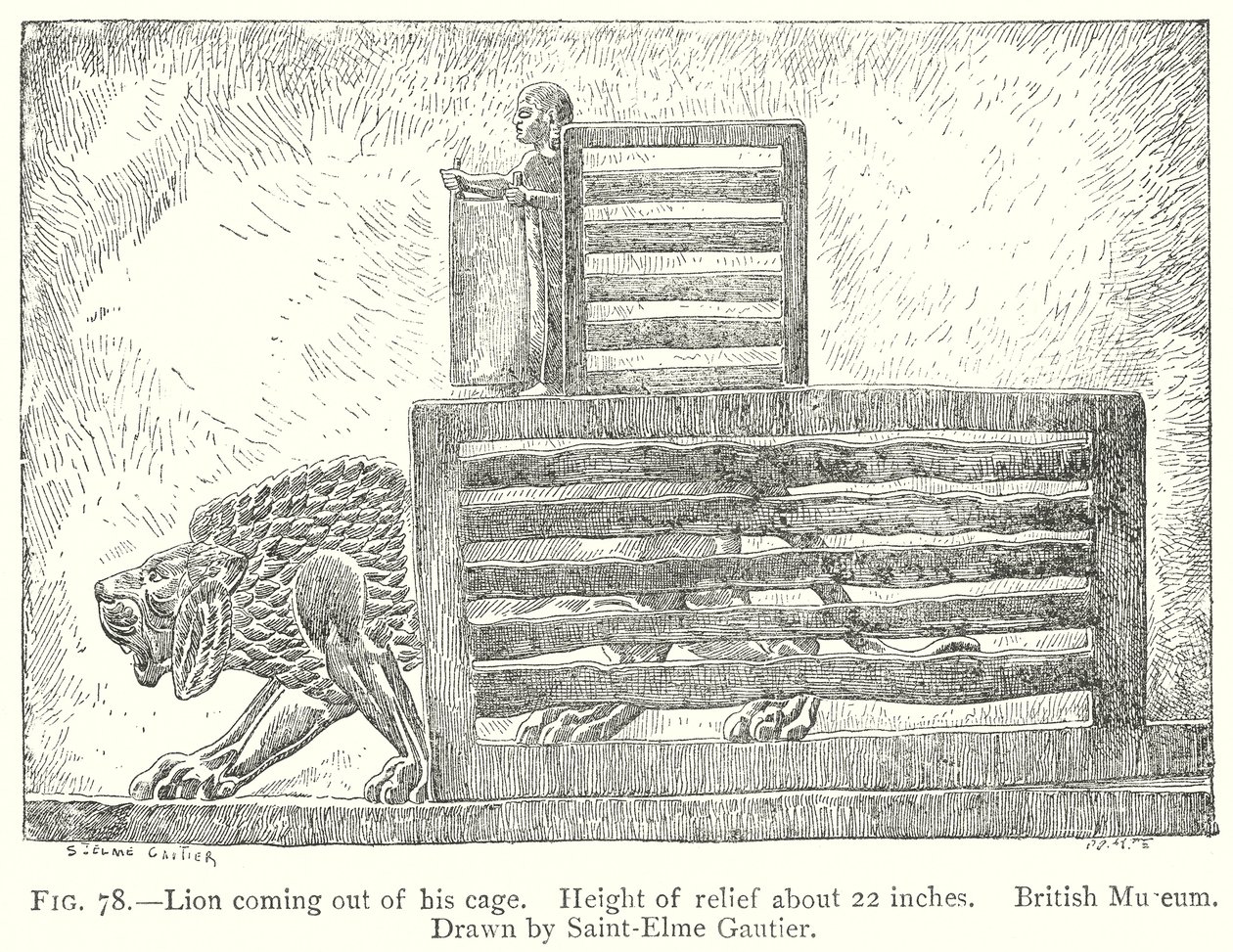 Lion Coming Out of His Cage by English School