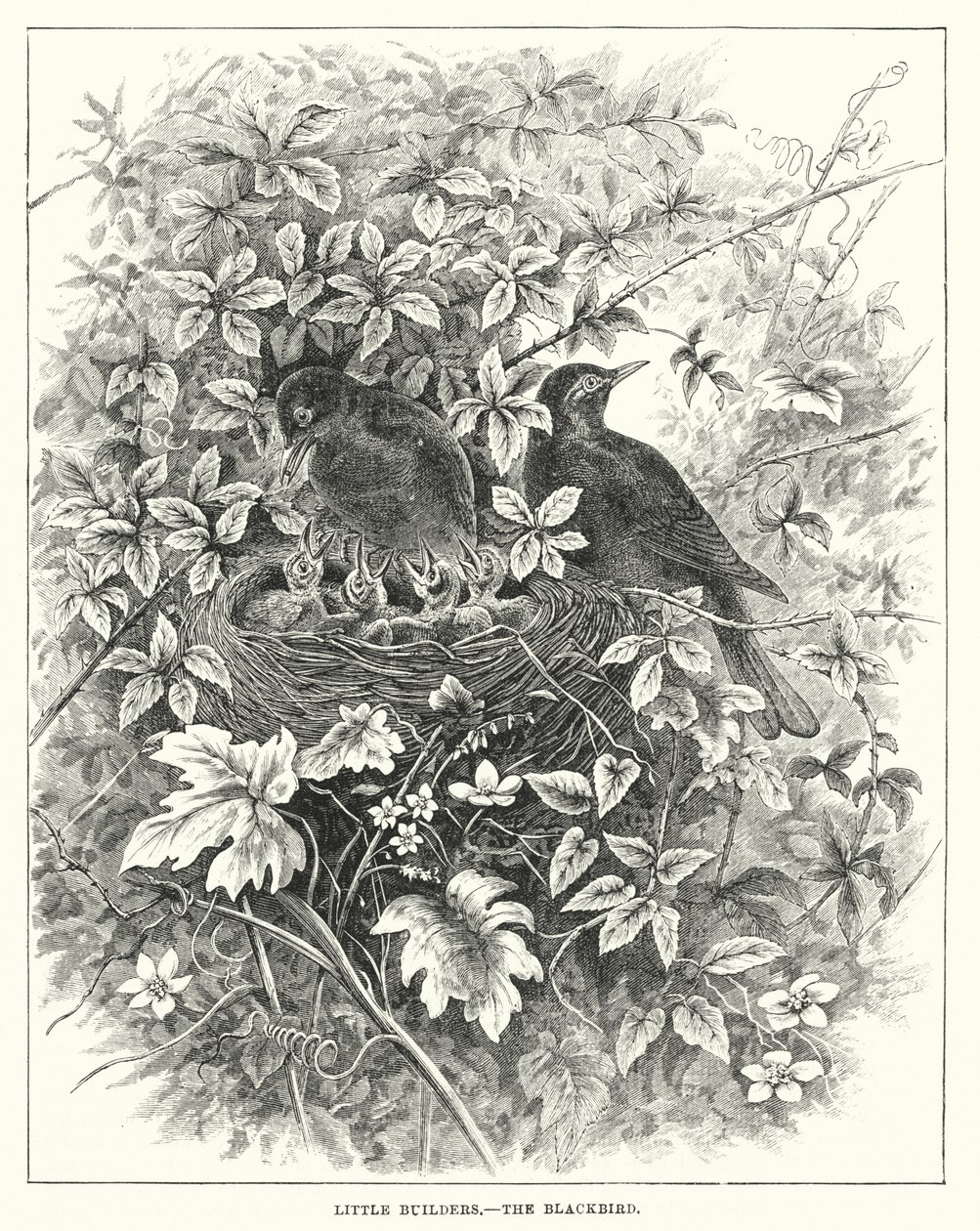 Little Builders, The Blackbird by English School