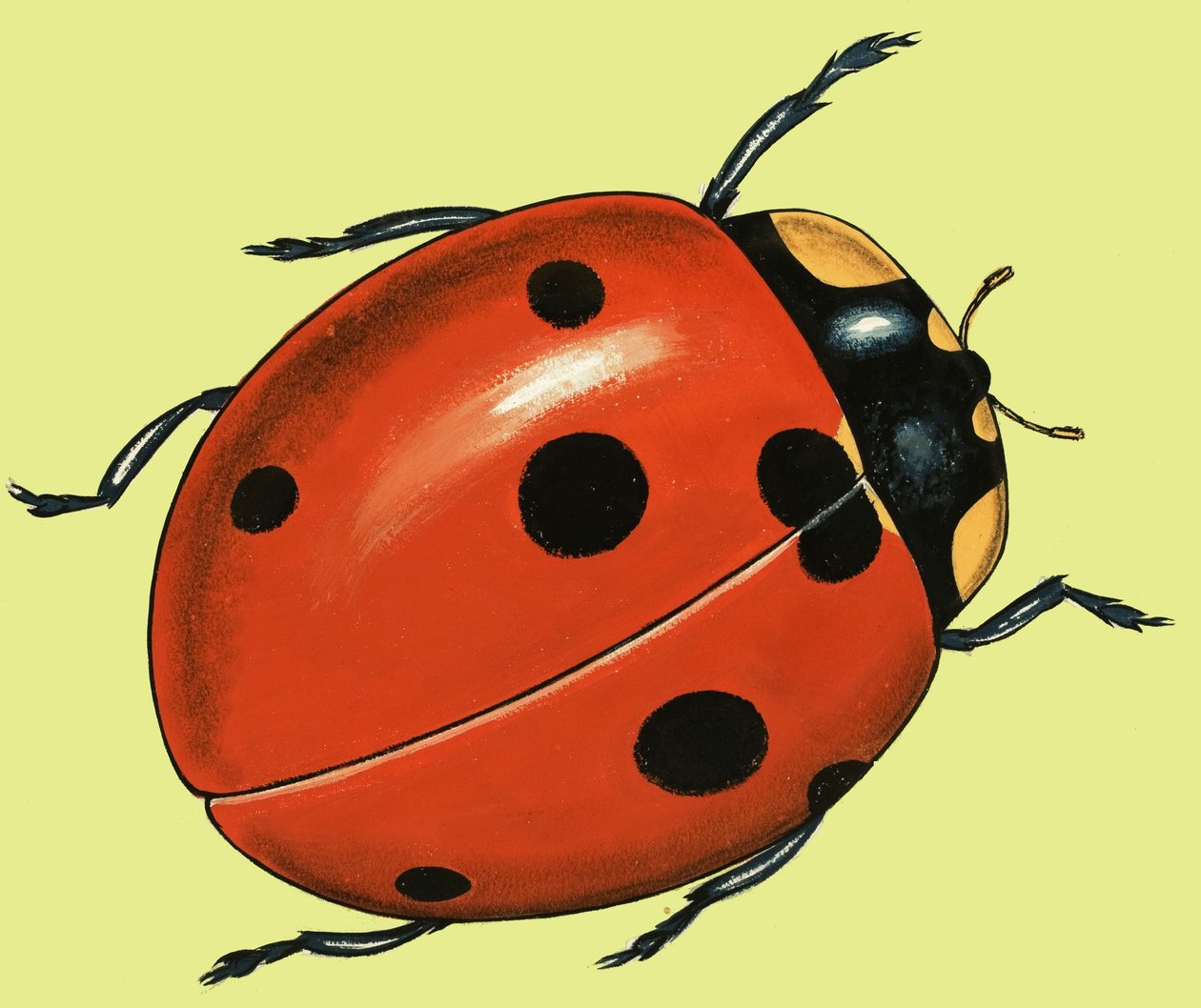 Look After the Ladybirds by English School
