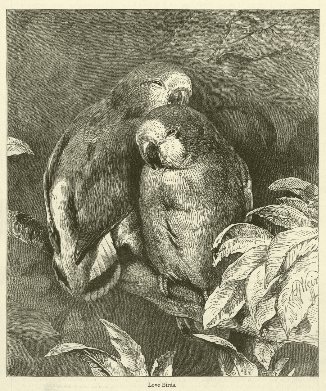 Love Birds by English School