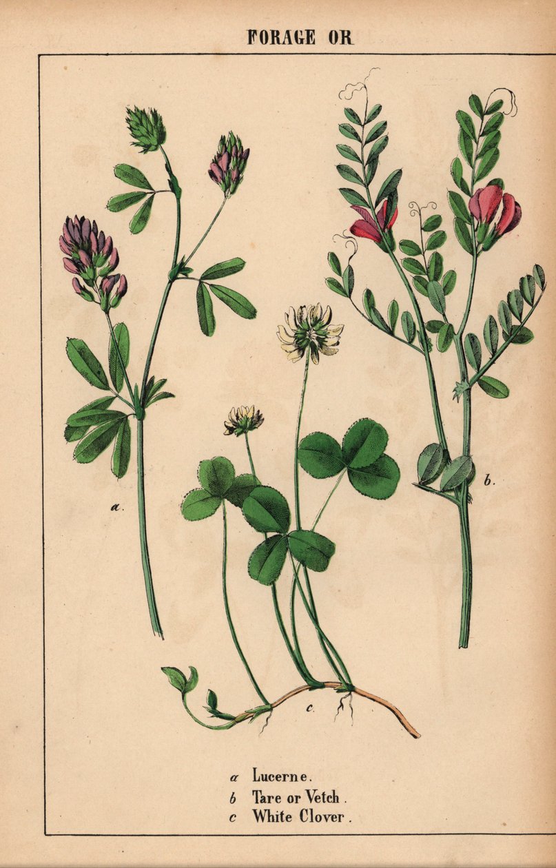 Lucerne, Tare or Vetch, and White Clover, from 