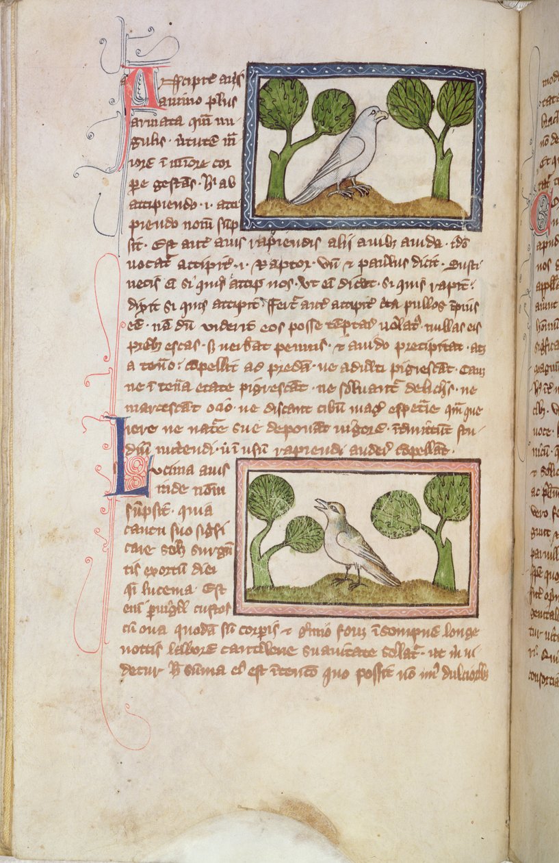 Page of Text with a White Hawk and a Nightingale, from a Bestiary by English School