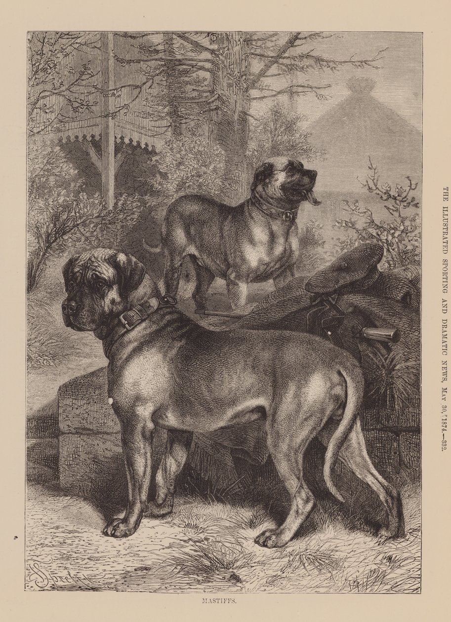 Mastiffs by English School