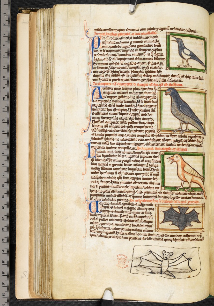 Miniatures of birds, and marginal drawing of a bat, from Theological ...