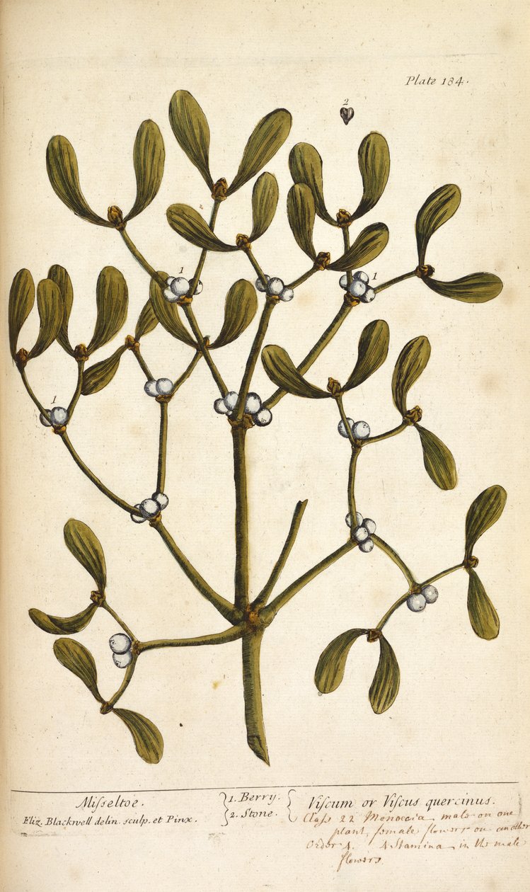Mistletoe, from 