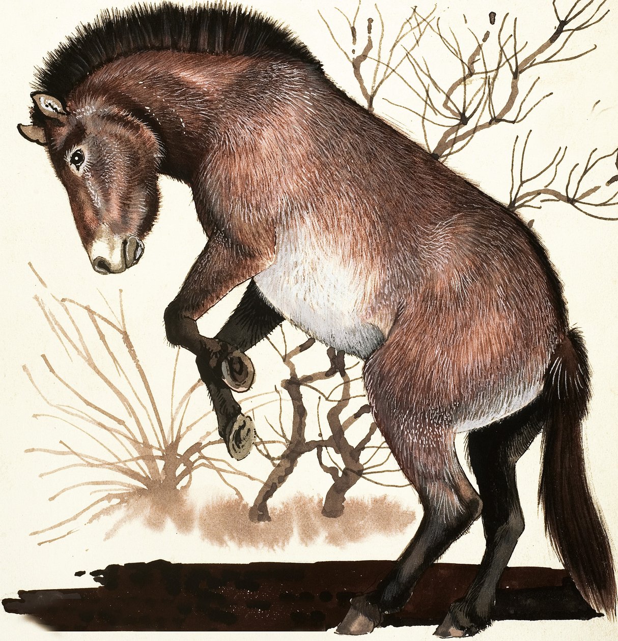 Mongolian Wild Horse by English School
