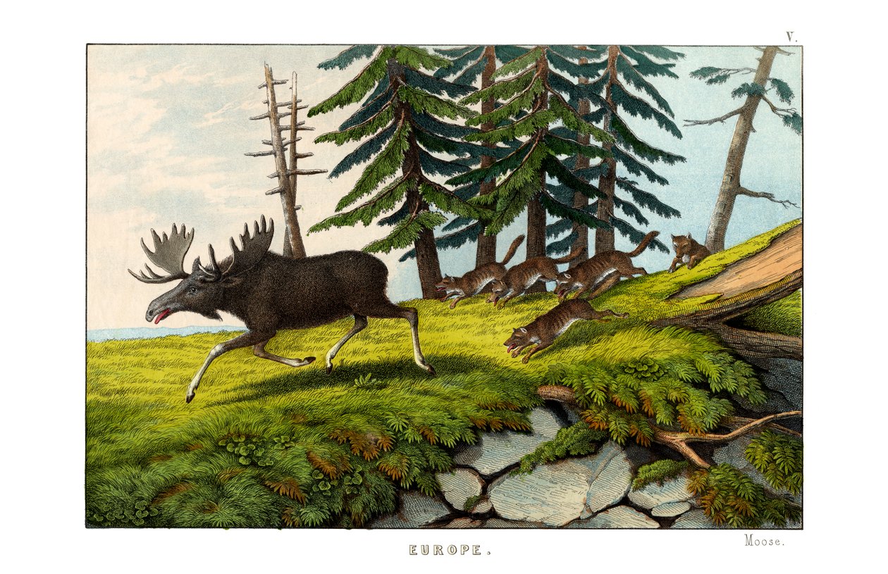 Moose-deer by English School