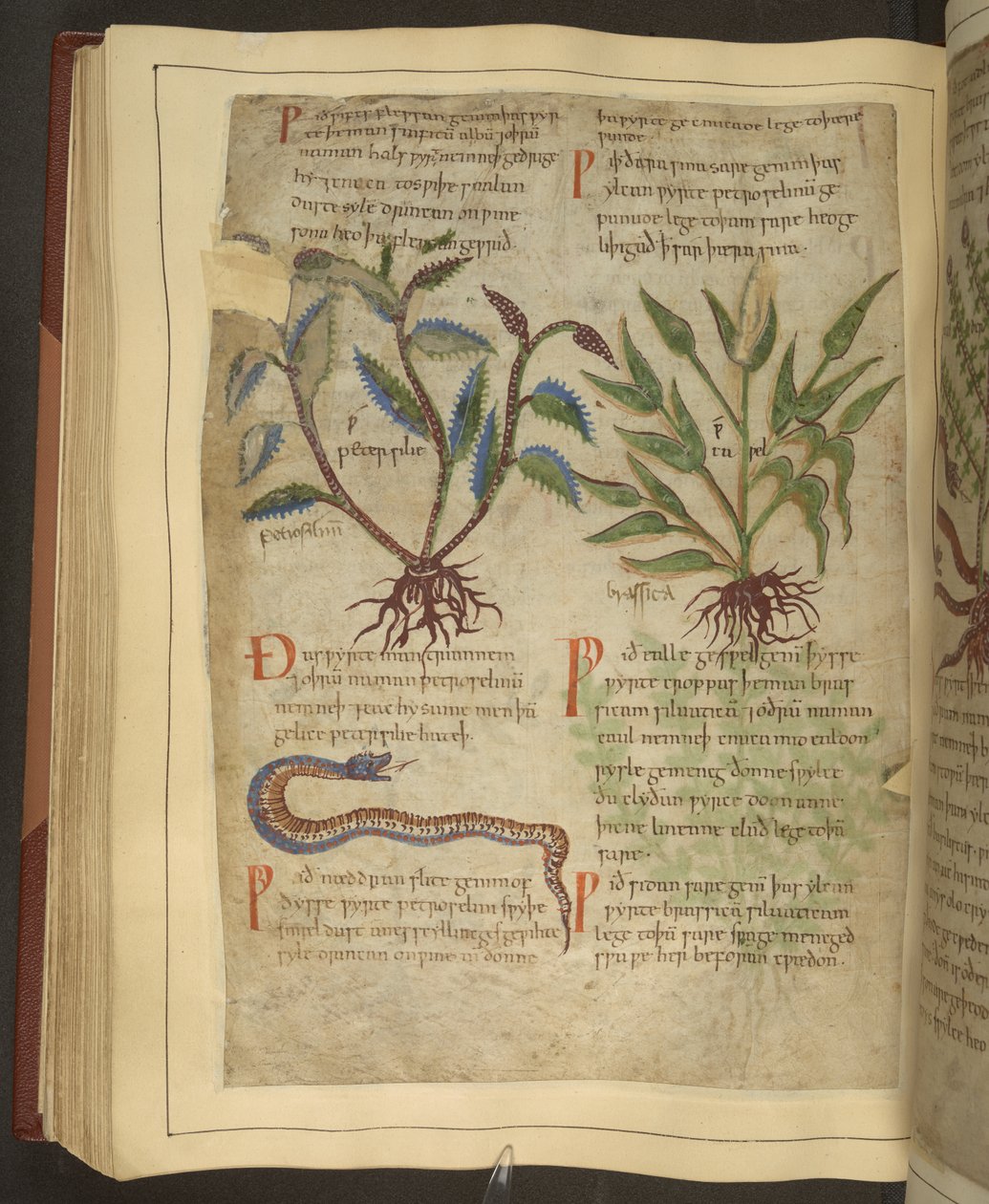 Illustrations of Petersilie, Cawel and a Snake, from an Old English Herbal originally by Apuleius (123-80AD), early 11th century by English School