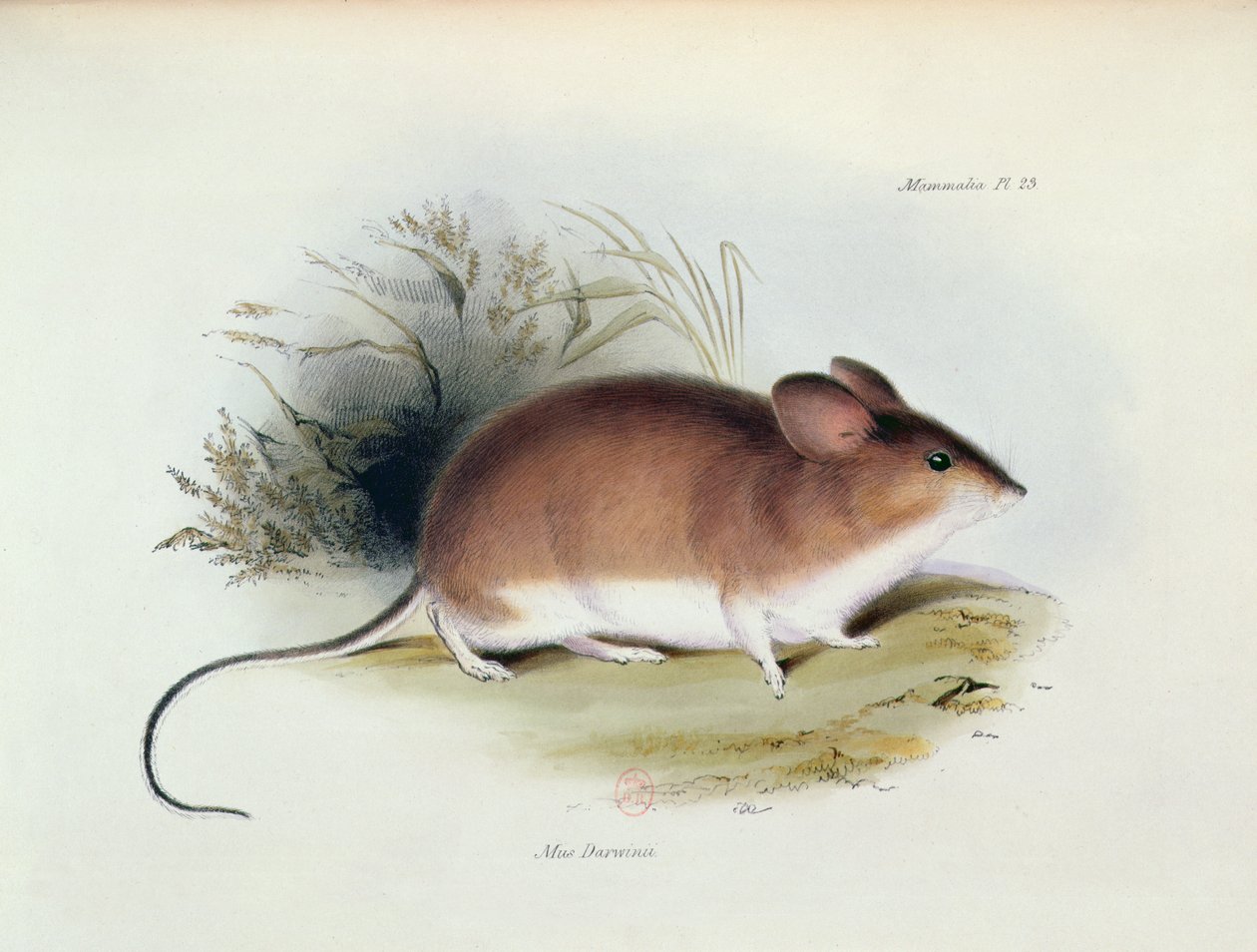 Mus Darwinii, illustration from The Zoology of the Voyage of H.M.S. Beagle, 1832-36 by Charles Darwin, 1840 by English School