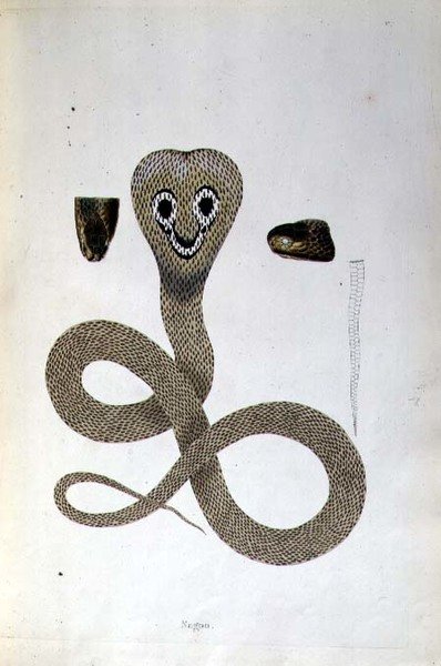 Nagoo Snake from 