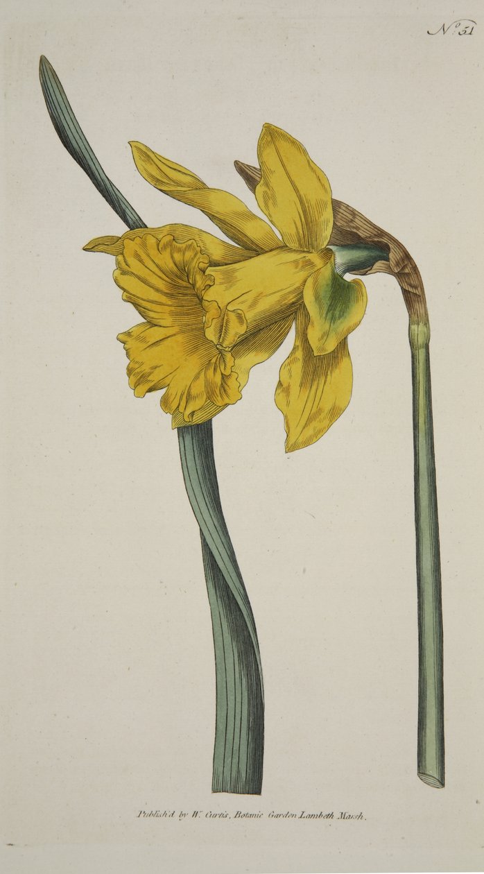 Narcissus Major (Great Daffodil), from The Botanical Magazine or Flower Garden Displayed, pub. 1793 by English School