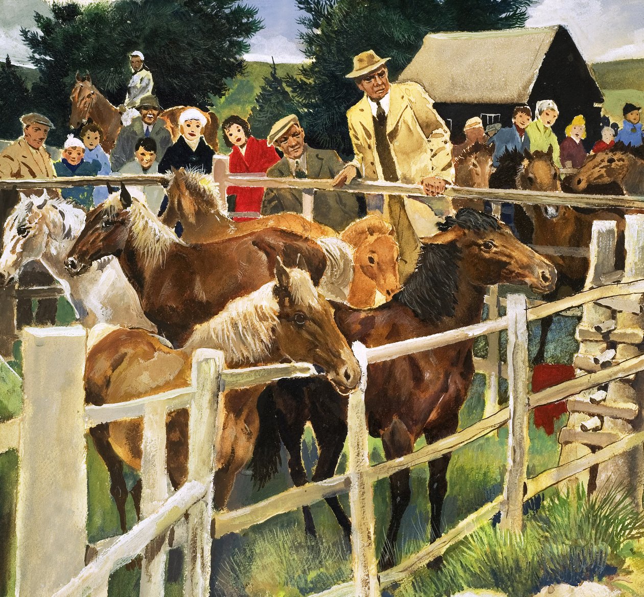 New Forest Ponies for Sale, illustration from 