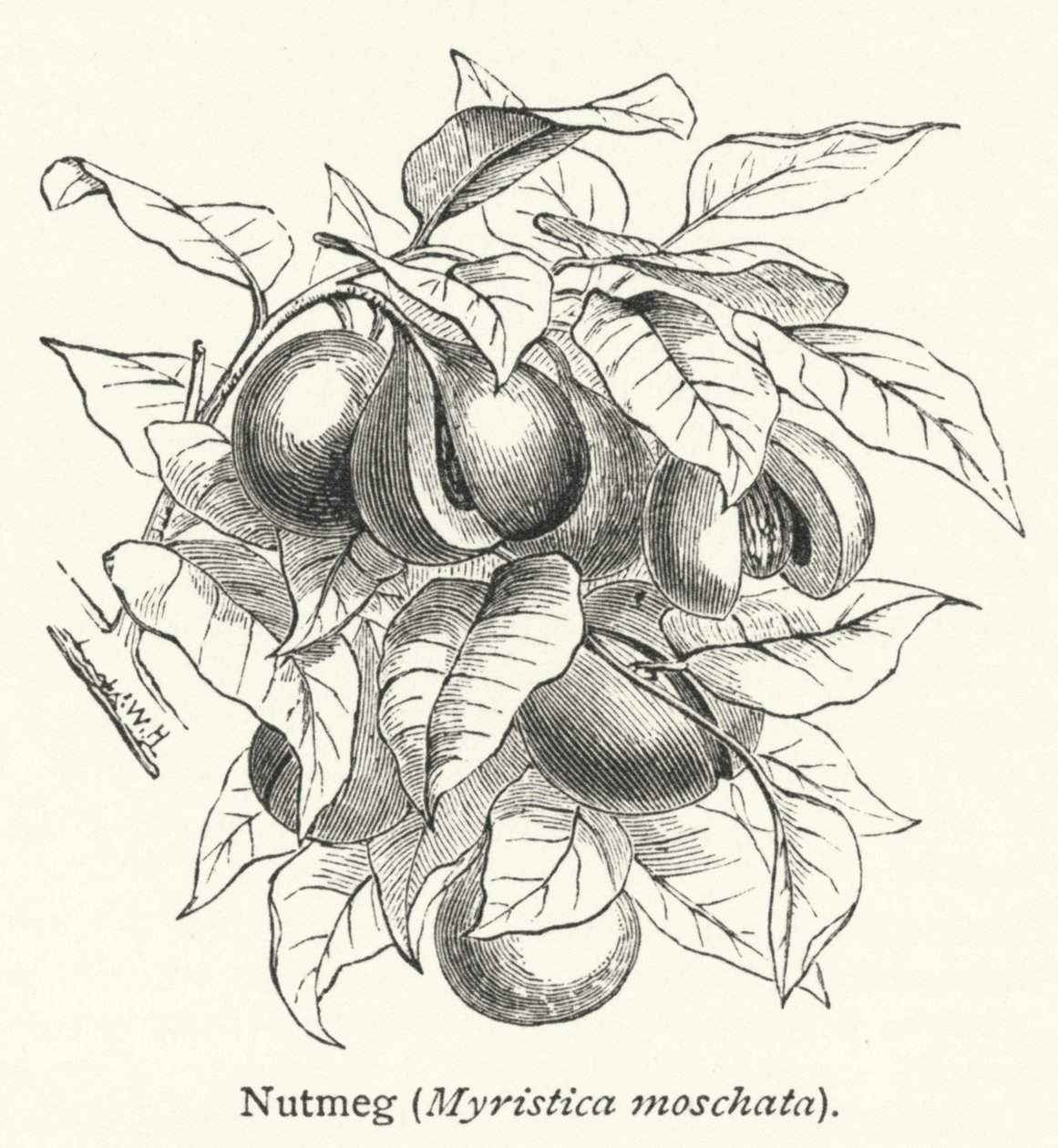 Nutmeg (Myristica moschata) by English School