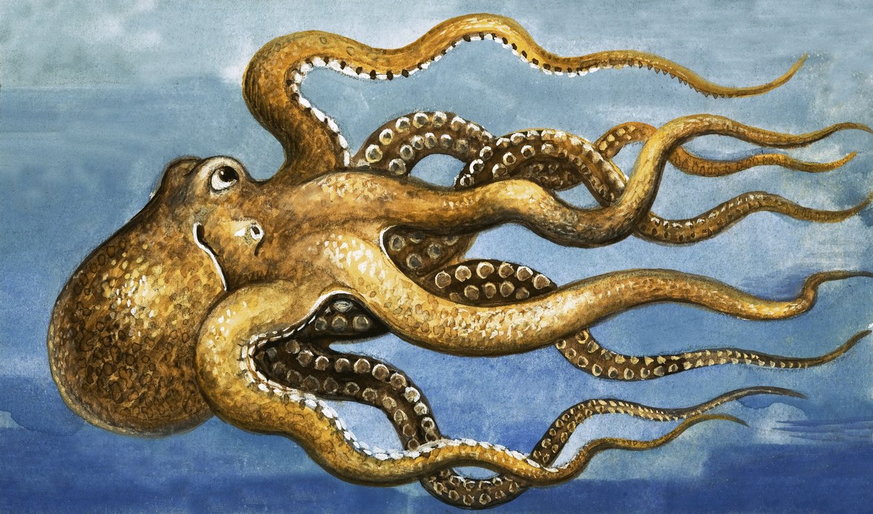 Octopus by English School