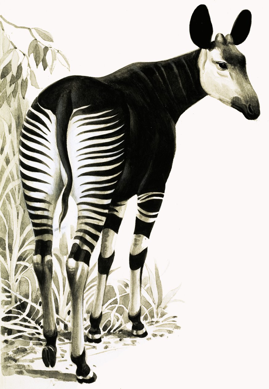 Okapi by English School