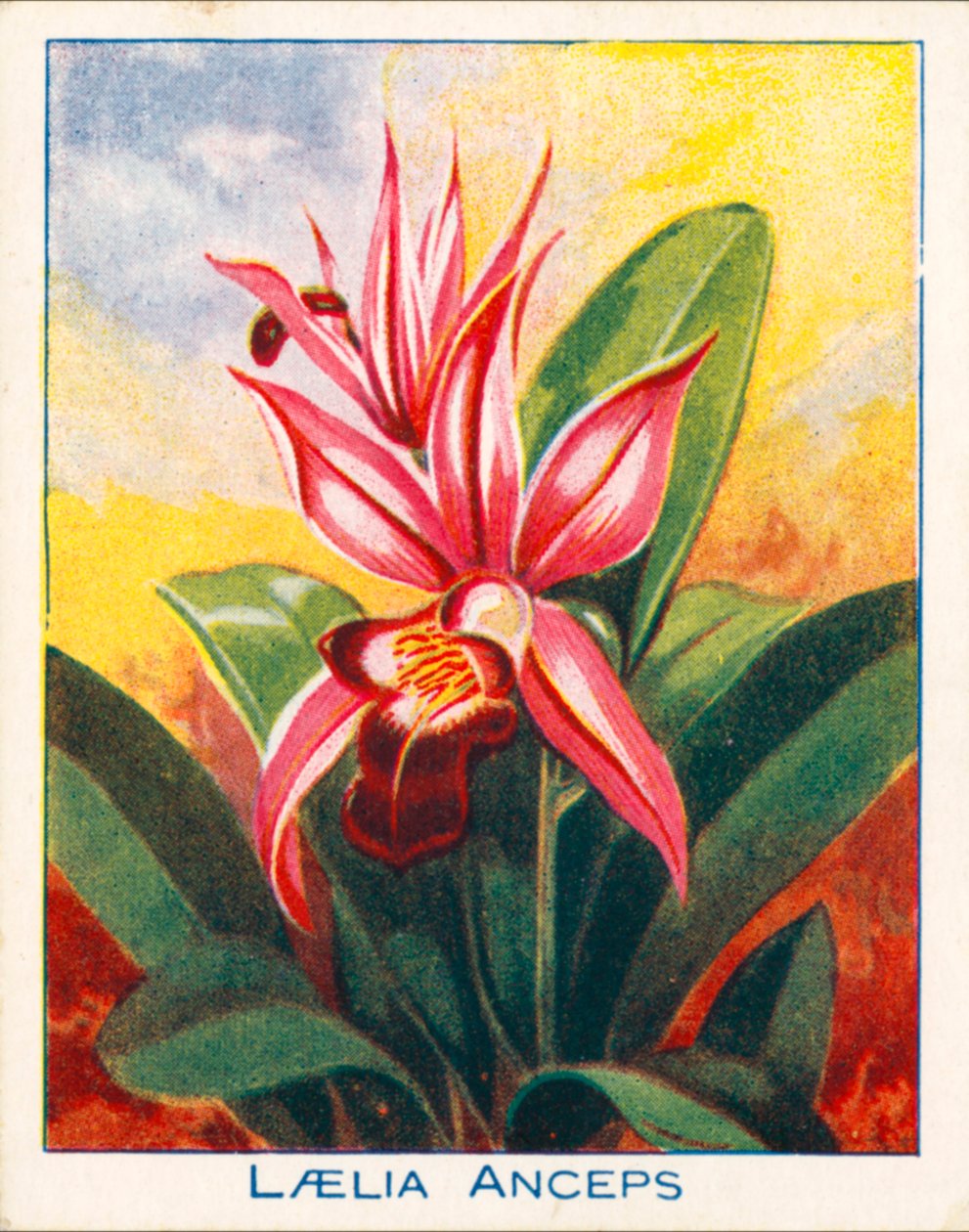 Orchids: Laelia Anceps by English School