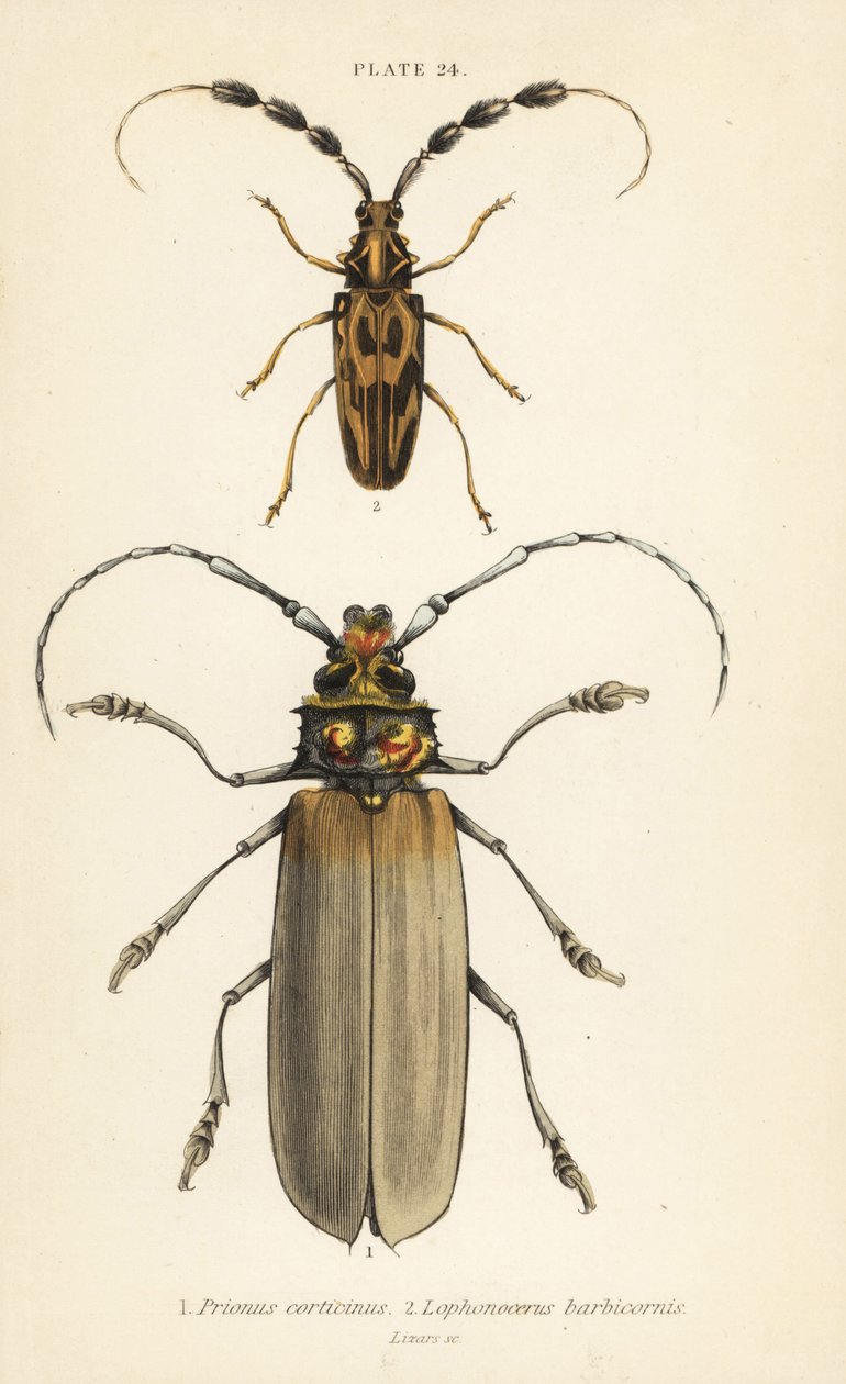 Orthomegas cinnamomeus, Prionus corticinus, and Batus barbicornis, Lophonocerus barbicornis by English School