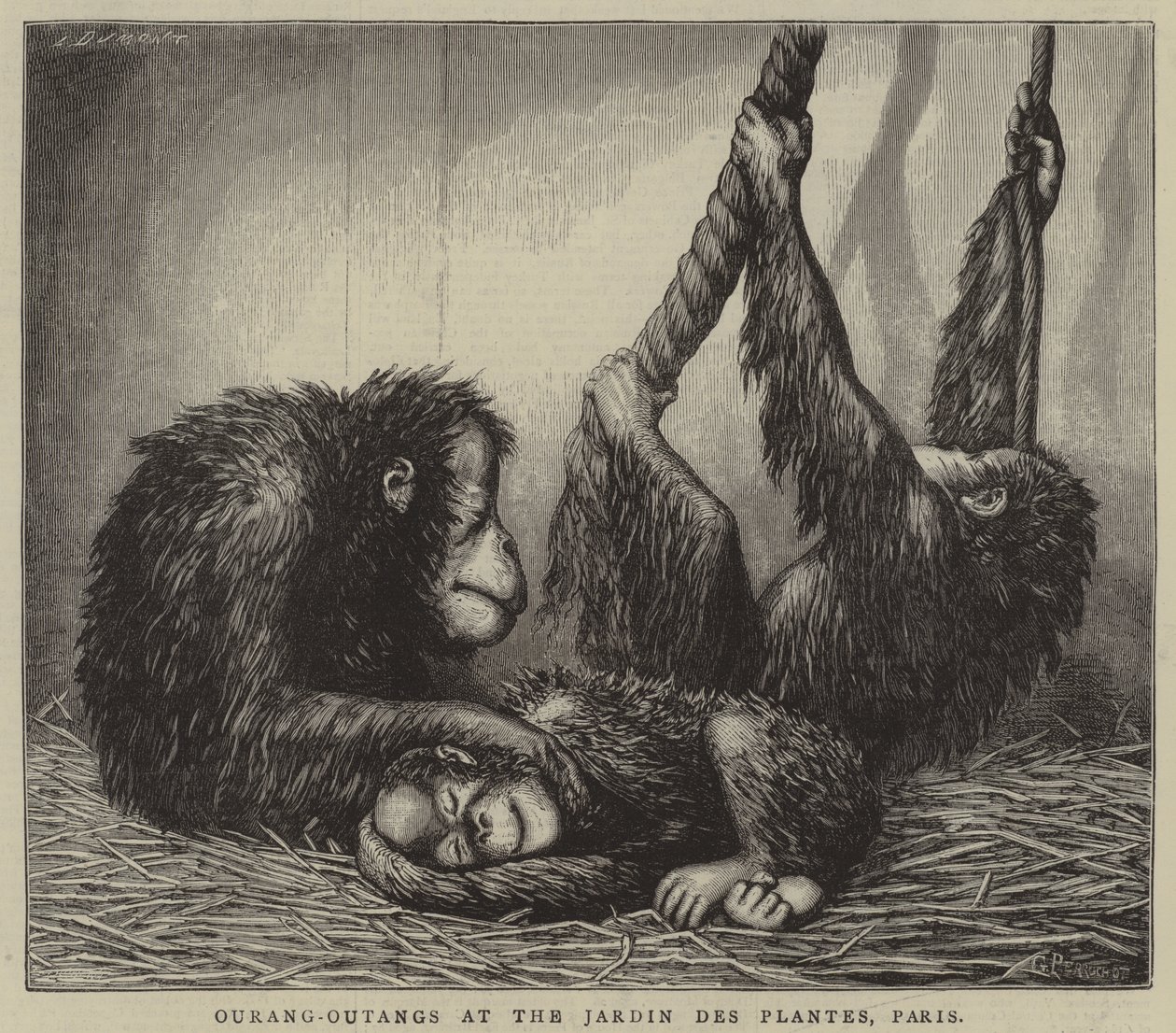 Orangutans at the Jardin des Plantes, Paris by English School