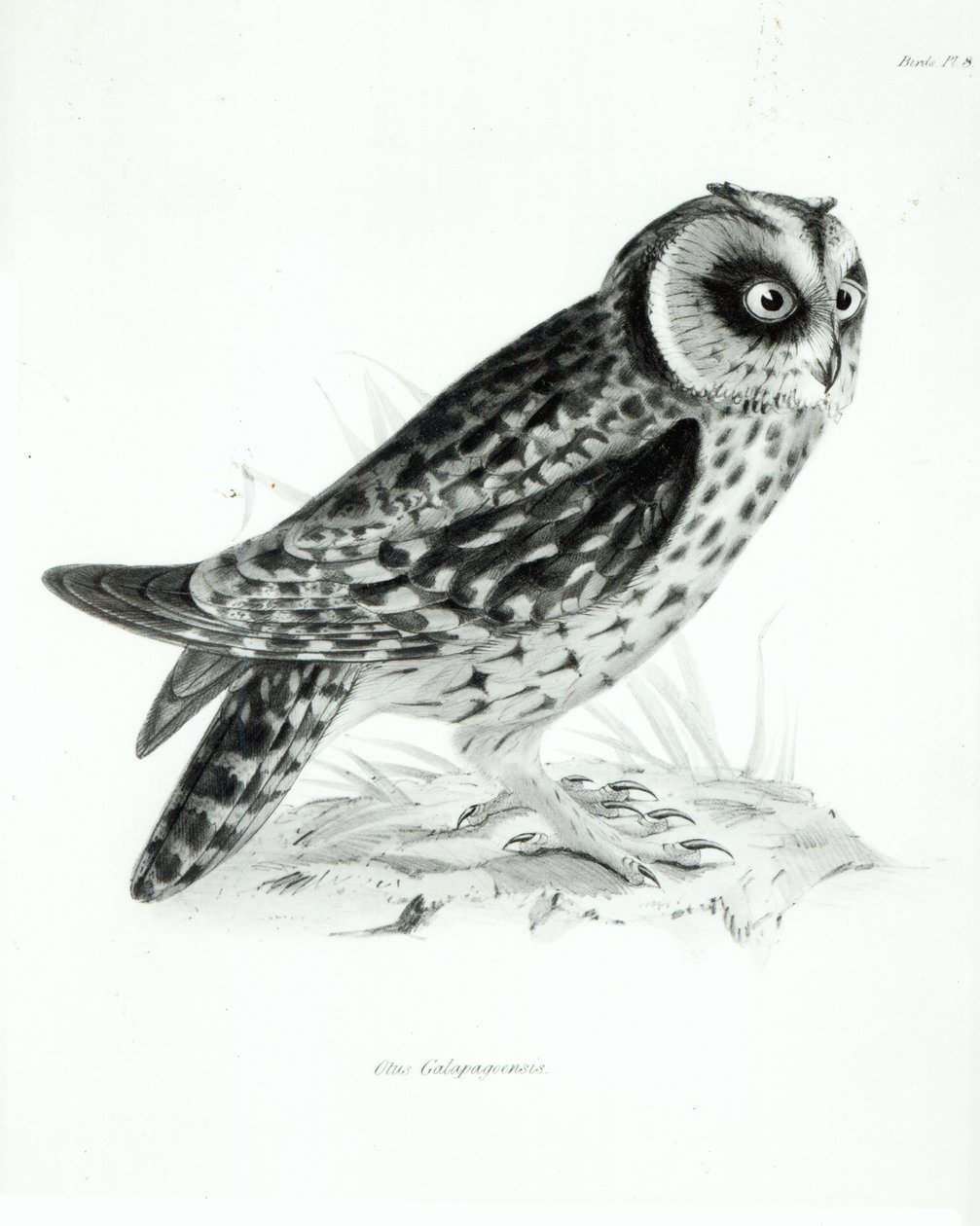 Owl, Plate 3 from 
