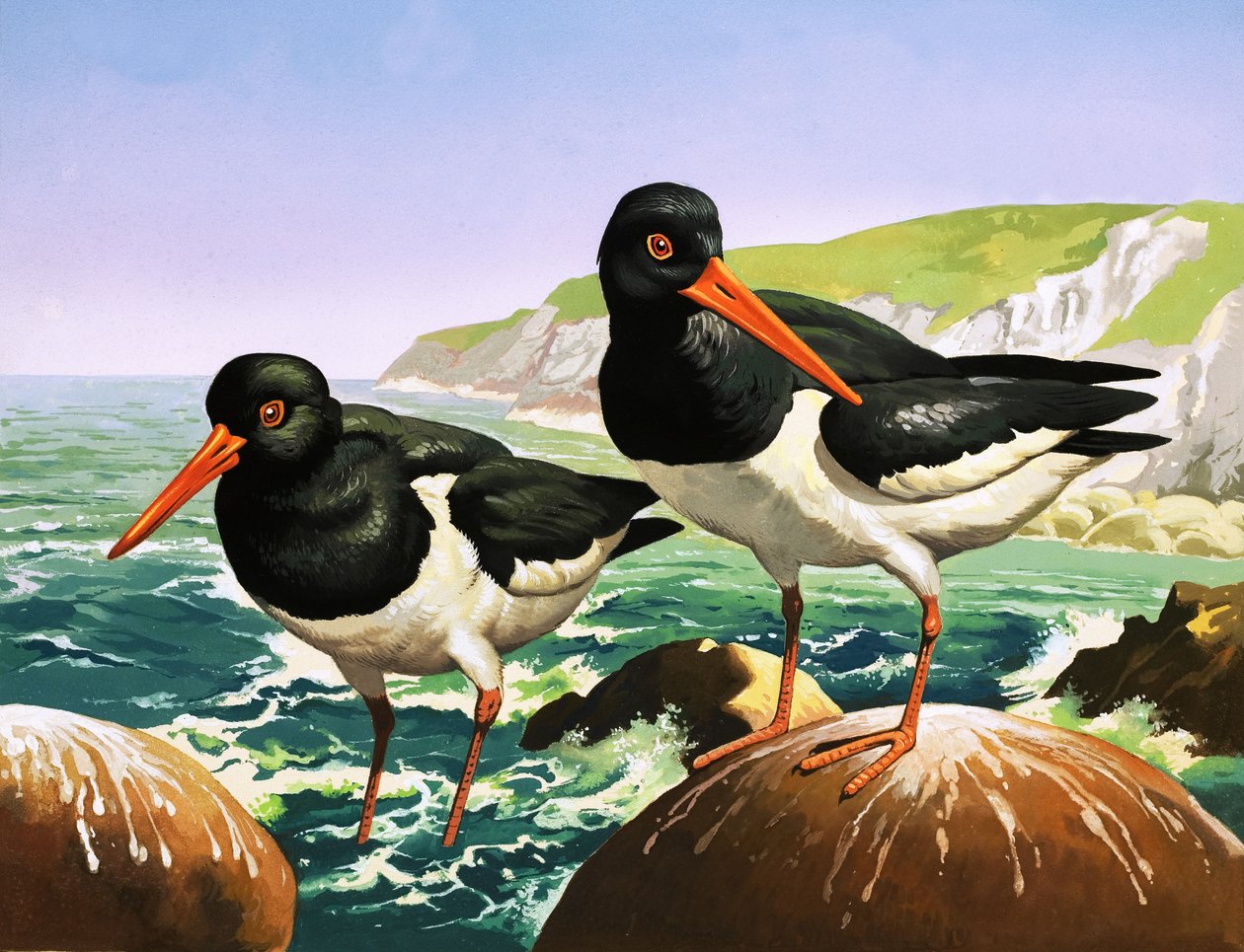 Oystercatchers, illustration from 