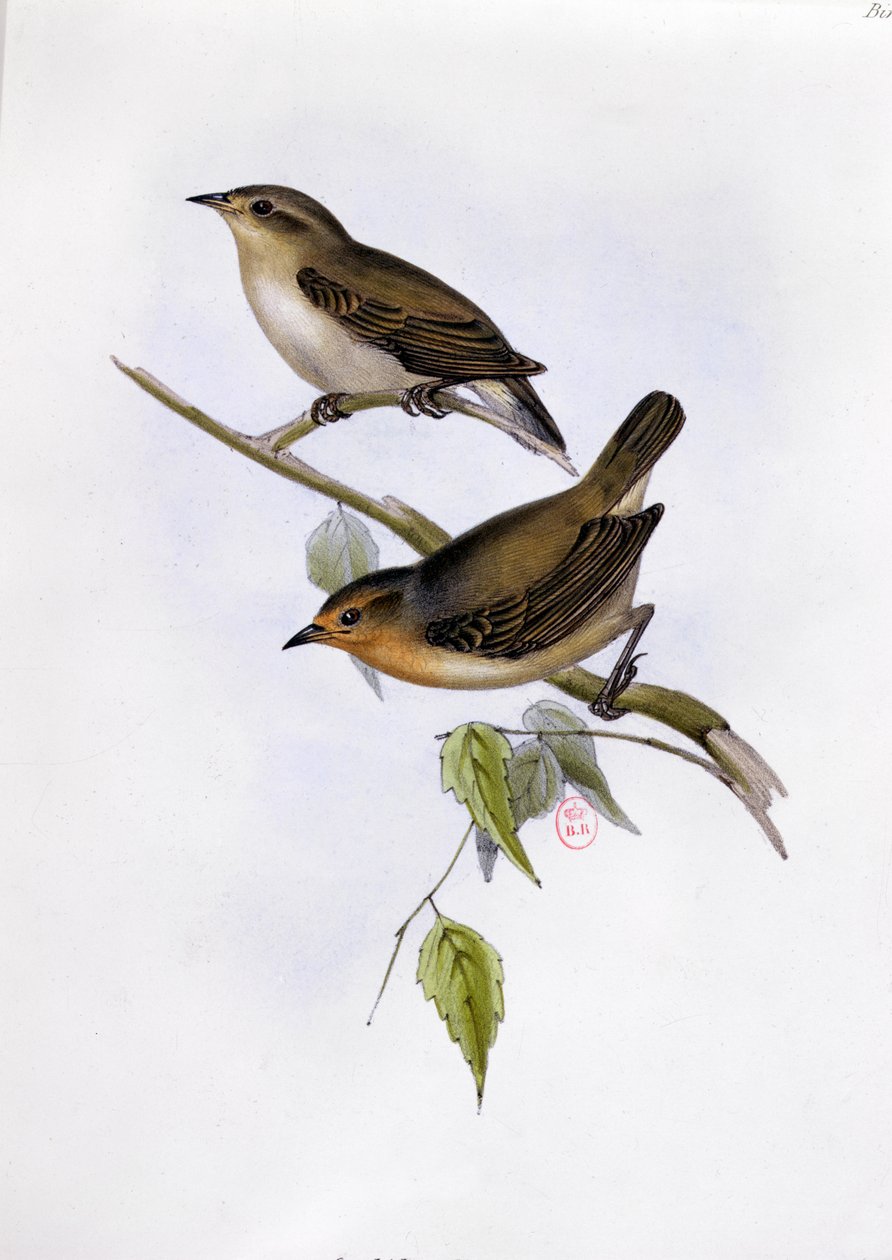 Pair of Certhidea Olivacea, illustration from The Zoology of the Voyage of H.M.S. Beagle, 1832-36 by Charles Darwin, 1840 by English School