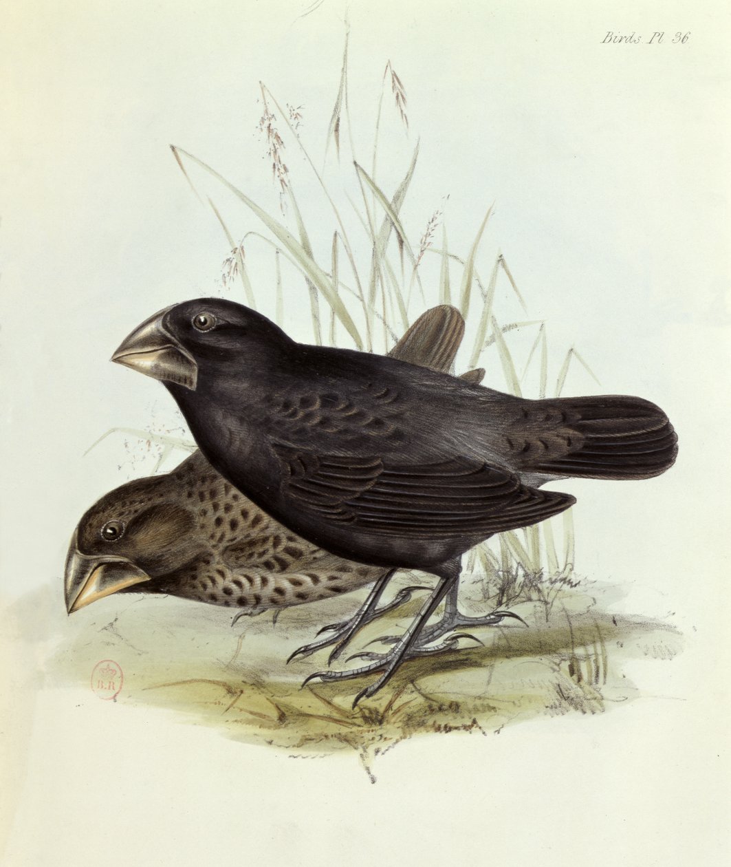 Pair of Geospiza Magnirostris, from The Zoology of the Voyage of H.M.S. Beagle, 1832-36 by Charles Darwin, 1840 by English School