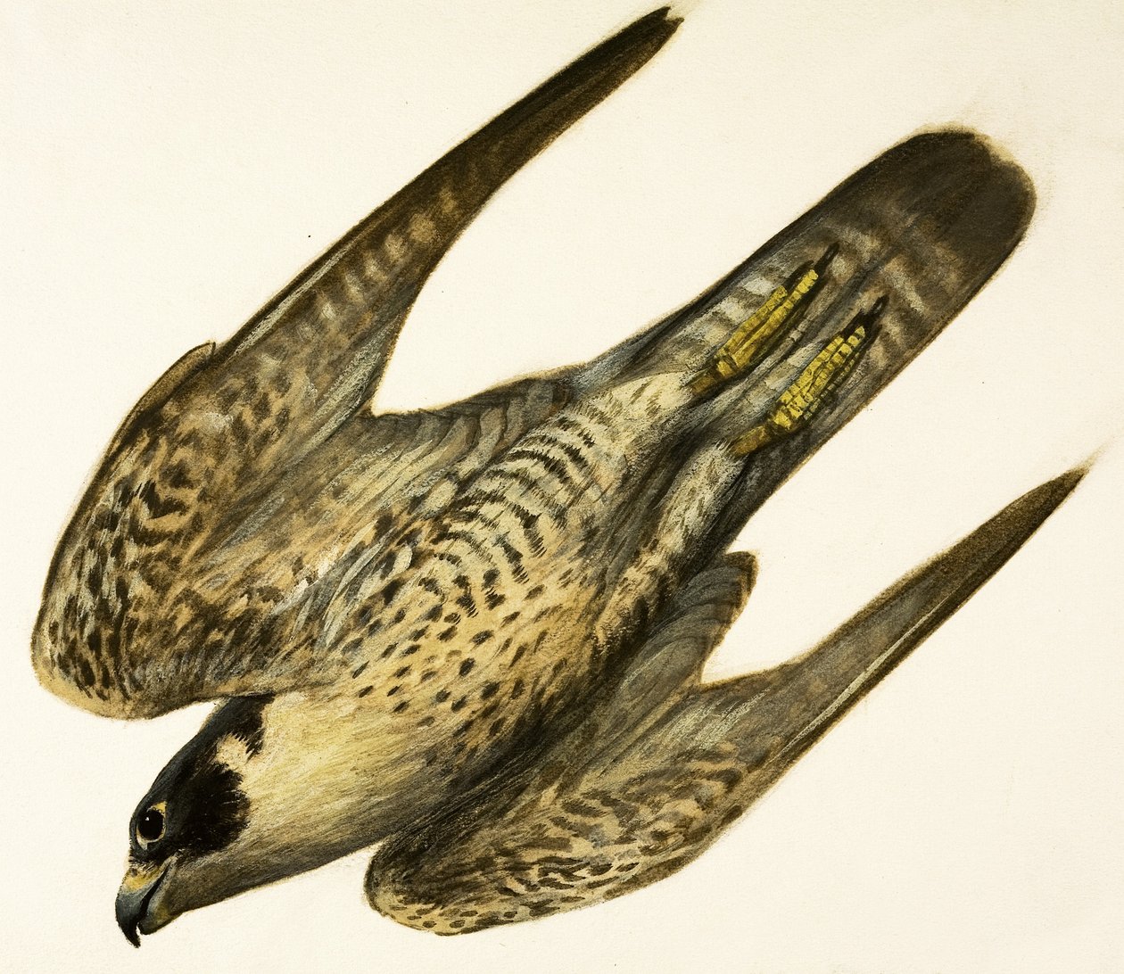 Peregrine Falcon by English School