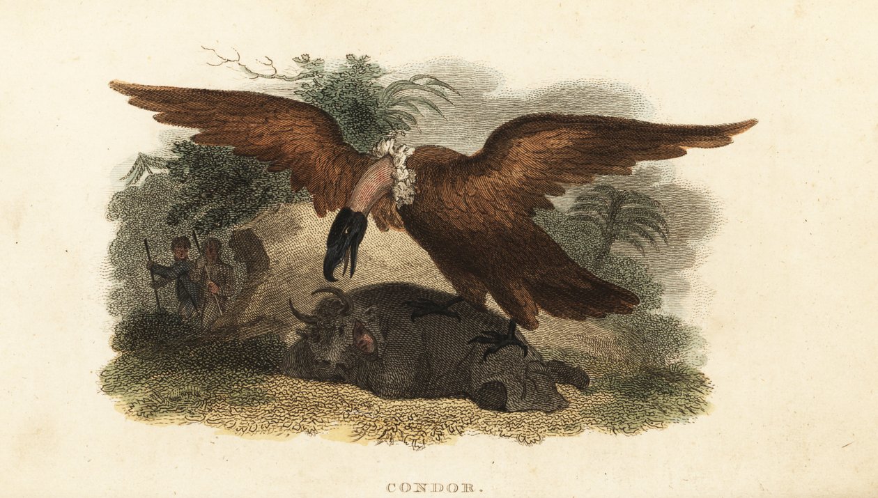 Peruvian Man Wearing a Cow Skin to Lure a Condor by English School